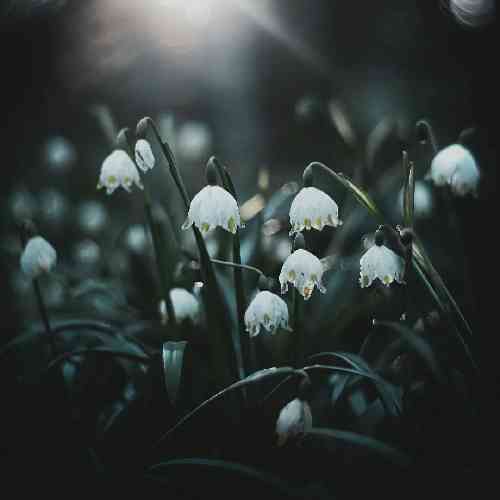 قاسم قره قلی پدر گنجه نهان در زندگانی اگر داری تو جان قدرش